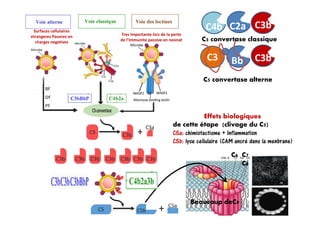 Surfaces cellulaires
etrangeres Pauvres en
charges negatives
Tres Importante lors de la perte
de l’Immunite passive en neonat
C2aC4b
BbC3
C3b
C3b
C5 convertase classique
C5 convertase alterne
Effets biologiques
de cette étape (clivage du C5)
C5a: chimiotactisme + Inflammation
C5b: lyse cellulaire (CAM ancré dans la menbrane)
C7
C8
C6
Beaucoup deC9
Effets biologiques
de cette étape (clivage du C5)
C5a: chimiotactisme + Inflammation
C5b: lyse cellulaire (CAM ancré dans la menbrane)
 