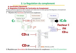 A. Inactivation Spontanée
2. La Regulation du complement
B. Regulation Proteique de l’activation du Complement
iC3b
1. Regulation Par Inactivation des facteurs de complement
Plusieurs proteines regulatrices don’t la plupart sont codees dans le cluster genique RCA (Regulators of Complement
Activation) sur le chromosome 1 chez les humains
C1
Facteur I
FH
2. Regulation par dissociation des facteurs/enzymes de complement : Les C3 et C5 convertases
CD55
CD59
CD46
Facteur I
FH
 