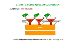 LYSE CELLULAIRE
3. EFFETS BIOLOGIQUES DU COMPLEMENT
BACTÉRIOLYSE
Grace au complexe d’attaque membranaire = C5bC6C7C8 + beaucoup de C9
 