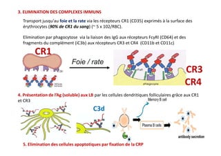 Transport jusqu'au foie et la rate via les récepteurs CR1 (CD35) exprimés à la surface des
érythrocytes (90% de CR1 du sang) (~ 5 x 102/RBC).
Elimination par phagocytose via la liaison des IgG aux récepteurs FcγRI (CD64) et des
fragments du complément (iC3b) aux récepteurs CR3 et CR4 (CD11b et CD11c)
3. ELIMINATION DES COMPLEXES IMMUNS
CR3
CR4
CR1
CR3
CR4
4. Présentation de l’Ag (soluble) aux LB par les cellules dendritiques folliculaires grâce aux CR1
et CR3
5. Elimination des cellules apoptotiques par fixation de la CRP
C3d
 
