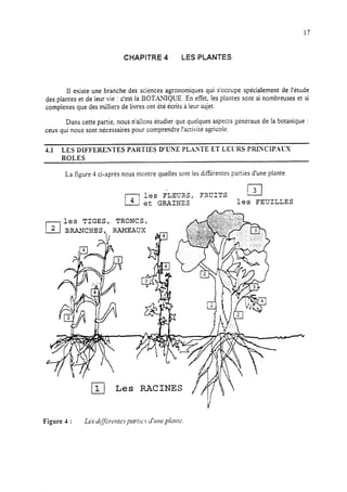 17
CHAPITRE 4 LES PLANTES
11existe une branche des sciences agronomiques qui s’occupe spécialement de l’étude
des plantes et de leur vie : c’est la BOTAWQUE. En effet, les plantes sont si nombreuses et si
complexes que des milliers de livres ont été écrits aleur sujet.
Dans cette partie, nous n’allons étudier que quelques aspects généraux de la botanique :
ceux qui nous sont nécessaires pour comprendre l’activité agricole.
1.1 LES DIFFERENTES PARTIES D’UNE PLANTE ET LEURS PRKXCI.P.~tX
La figure 4 ci-après nous montre quelles sont les différentes parties d’une plante.
les FLEUXS, FXCITS k-l
et GRAINBS les FEVILLES
les TIGES, TRONCS,
 