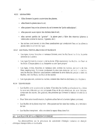 4.1.1 LES RACINES
- Elles forment la partie souterraine des plantes,
- elles fixent la plante dans le sol,
- elles puisent l’eau et les aliments du sol à travers les “poils radiculaires”,
- elles peuvent aussi rejeter des déchets dans le sol,
- elles servent parfois de “grenier” : la plante peut y faire des réserves (plantes à
tubercules comme le manioc. l’igname, etc.)
- les racines contj”nnent ?e très fines canalisations qui conduisent l’eau et !es aiime;i:s
puisés dans :e SJI vers les tiges.
4.1.2 LES TIGES, TRONCS, BRAYCHES ET RAMEALX
- Les tiges, troncs. branches et rameaux forment, avec !es feui!;es et ies ?-;-:it;. !s partie
aérienne de !a plante.
- Les tiges forment la rharper,:r de la plante. E!les soutiennent !es feuilles. ies fleurs et
les fruits. Chaque plante a sa Aarpente ou son “port propre”.
- Les tiges, troncs, branches et rameaux sont, ccmme les racines, parzour.:j de tris
fines canalisa:ions. Cezaines conduisent la sève non e!aborie ;ui i4cr.t k :j racines.
vers les feuiiles. D’autres canalisations conduisent la sève élaborer, pre;3ar.-2 dans ies
feuilles, vers les fleurs, les fi-uits et les racines.
- Les tiges peuvent, comme les racines, contenir des réserves d’a!iments porr la plan:r
4.1 .-I LES FEUILLES
- Les feuilles sont !a cuisine de :a p!ante. C’est dans les feuilles q:e la piacre tra.;:;jrn;e
la srive non ilabdrée yci est composée d’eau et de seis minkraux, en s,js,eZa’vcrse,
composée des sucres, des graisses, des protéines qui Îorment ta matiére vivante dz ia
plante.
- Pour faire cette transformation, la plante utilise l’air et !a lumière (photszynt%se).
- Les feuilles de la plante respirent : elles puisent de l’air dans leur milieu, et y rem.oient
de i’air.
- Les feuiiles transpirent : elles en.oient la vapeur d’eau dans l’air.
4.2 LA PLASTE ET LA PHOTOSYSTl?ESE
La photosynthèse est le prcsessus de conversion d’energie r.Ga:i,e en insr$e
Amique, transportable et rP~~tiiis.able.
 