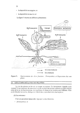 - la disponibilité en oxygéne, et
- la disponibilité en eau du sol.
La figure 5 résume ces différents phénoménes :
nergie solair
‘1
* Sth.e non élaborée
P Sève élaborée
4.3 LES CTAPES DE LA VIE DES PL.OTES
La vie des plantes se déroule en étapes successives. Ce déroulement s’appelle cycie
vé$tatif 11est important de conrxitre le cycle vé<etarif des piantes cultivées puisqu’à chaq.Ae
etape de la vie, les besoins en eau. en nourriture, en chaleur et en lumière sont différents. XT;iis
avant d’étudier ces cycles, distingu ans d’abord deus ;ypes d’activités chez la pIame :
(1) La croissnnce
C’est une grandeur mesurnble. ré;ie par i<j deus fonctions :
- photosynthèx, et
 