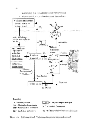 - a::gmc2tarion de 13pc:xkabiliré (conductivité h?raulique);
- uugmcntrrion de !a casaciré de rétenrion de l’eau par le SO;.
-~
/ Végétaux et animaux
vivants sur le sol
et dans le sol
.-----,
.:j..,.$y=:_--------____---------
8!iho3
_----_
éCOr~ir,oser ---
/ rr3ns*rorresi(l-E<l);phosphore:1 ____ --- ---- -- -
;
__; :
Diffïci!ec; à
i déconi wser
szi&ji~
1 M$+
l etc

Humification 1
Ic;
Légende :
1Humus stable r
làt?k/an
1 Lessivage
v
D = Décomposition
Ml = Minéralisation primaire
M2 = Minéralisation sécondaire
Cm = Complexe Argile-Humique
M.O. = Matières Organiques
I(l = Coeficient iso-humique K2 = Coeffkient de minéralisation sécondaire
__ .
Figure 12 : Schkmn génkal dc I’évolution de la matière organique dnns le sol,
 