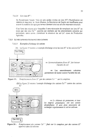 53
Ils floculeraient l’ar$le. lais en sols acides (riches en ions H’+) I’humifïcation est
ralentie et mauvaise. et. faute d’humus, la flocuiation de l’argile est insufisante pour
assurer la stabilite des asrsgsts terreux donnant ainsi au sol une mauvaise structure.
C’est l’une des raisons pour lesquelles il sera nécessaire de remplacer ces ions H+ en
esces par des ions Ca-- apportés par exemple par les amendements calcaires qui
permettent. entre autres. d’améliorer la structure du sol (cf. cours de Production
Xgricolej.
7.3.3 LE MECA?nShlE D’ECHASGE DES GATIONS
7.3.3.1 l3enqh.s rï’khange rie cnsions
(1) La figure 1? montre un exemple d’échange entre les ions H’ et les cations Ca*
- La neutralisation d’iorrs Ii- fait baisser
I’aciditi du sol.
3 Les amendements calcaires
permettent de lutter contre l’acidité du sol.
Figure 19 : Remp/aceme?u JIO?IS ti- par des cations Ca- - sur le complexe.
(2) La fiyre 30 montre l’exemple d’échange des cations Ca’+ contre des cations
,-h
a Le chlorure de potassium, et tous
les engrais potassiques, ont une action
dtkalciJia~ue. II sera donc nkessaire de
recharger régulièrement le sol en calcium.
f
Lessivage
Figure 20 : Rcmplacemetlt des cations Ca’ f j%s sur le complexe par des cations K’
apporti,.s ~~ILSia soliriiotl.
 