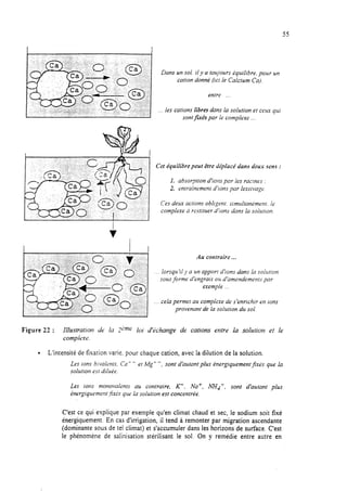 55
‘ :,,,r,;:
%
‘. “..&:, .::’
:,‘.,. ..*: :Y.
t ;..:
I
Dans un sol. il y a toty’ours équilibre. pour un
cation donné (ici Ie Calcium Cg).
entre ...
les cations libres dans la solution et ceux qui
sont fméspar le complexe .
Cet équilibre peut étre dépiacr’ dans deux sens :
I. absorption d’ions par les racines ,
2. entraînement d’ions par lessivage.
Ces deux actions obligent. slmultan~ment. Ie
complexe R restituer d’ions dans la soiunon.
Au contraire ...
iorsqu ‘ii ~9a un apport d’ions dans la solution
sous forme d’engrais OUd’amendements par
exemple
cela permet au complexe de s’enrichir en ions
provenant de la solution du sol.
Figure 22 : Illustration de la Sème loi d’khange de cations entre la solution et le
compkkw.
l L’intensité de fixation varie. pour chaque cation, avec la diIution de la solution.
Les ions b:vaIents. Ca-- et Mg--, sont d’autant plus èner,oiquementjxt;s que la
solution est diluèe.
Les dons monovalents au contraire, K’, Na+, M,t’, sont d’autant plus
èner,aiquement$xks que la solution est concentrée.
C’est ce qui explique par exemple qu’en climat chaud et sec, le sodium soit fixé
énergiquement. En cas d’irrigation, il tend à remonter par migration ascendante
(dominante sous de tel climat) et s’accumuler dans les horizons de surface. C’est
le phénomène de saiinisation stérilisant le sol. On y remédie entre autre en
 
