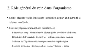 2. Rôle général du rein dans l’organisme
• Reins : organes vitaux situés dans l’abdomen, de part et d’autre de la
colonne vertébrale.
• Ils assurent plusieurs fonctions essentielles :
• Filtration du sang : élimination des déchets (urée, créatinine) via l’urine
• Régulation de l’eau et des électrolytes : sodium, potassium, calcium
• Maintien de l’équilibre acido-basique : stabiliser le pH sanguin
• Fonction hormonale : érythropoïétine, rénine, vitamine D active
 