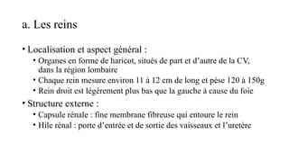 a. Les reins
• Localisation et aspect général :
• Organes en forme de haricot, situés de part et d’autre de la CV,
dans la région lombaire
• Chaque rein mesure environ 11 à 12 cm de long et pèse 120 à 150g
• Rein droit est légèrement plus bas que la gauche à cause du foie
• Structure externe :
• Capsule rénale : fine membrane fibreuse qui entoure le rein
• Hile rénal : porte d’entrée et de sortie des vaisseaux et l’uretère
 