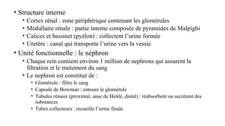 • Structure interne
• Cortex rénal : zone périphérique contenant les glomérules
• Médullaire rénale : partie interne composée de pyramides de Malpighi
• Calices et bassinet (pyélon) : collectent l’urine formée
• Uretère : canal qui transporte l’urine vers la vessie
• Unité fonctionnelle : le néphron
• Chaque rein contient environ 1 million de nephrons qui assurent la
filtration et le traitement du sang
• Le nephron est constitué de :
• Glomérule : filtre le sang
• Capsule de Bowman : entoure le glomérule
• Tubules rénaux (proximal, anse de Henlé, distal) : réabsorbent ou secrètent des
substances
• Tubes collecteurs : recueille l’urine finale
 