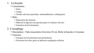 1. La bouche
• Constitution :
o Dents
o Langue
o Glandes salivaires (parotides, submandibulaires, sublinguales)
• Rôle :
o Mastication des aliments
o Début de la digestion des glucides grâce à l’amylase salivaire
o Formation du bol alimentaire
2. L’œsophage
• Description : Tube musculaire d’environ 25 cm. Relie la bouche à l’estomac
• Fonction :
o Transport du bol alimentaire par péristaltisme
o Prévention du reflux grâce au sphincter œsophagien inférieur
 