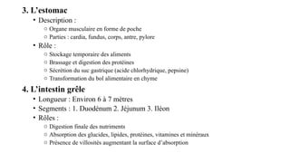 3. L’estomac
• Description :
o Organe musculaire en forme de poche
o Parties : cardia, fundus, corps, antre, pylore
• Rôle :
o Stockage temporaire des aliments
o Brassage et digestion des protéines
o Sécrétion du suc gastrique (acide chlorhydrique, pepsine)
o Transformation du bol alimentaire en chyme
4. L’intestin grêle
• Longueur : Environ 6 à 7 mètres
• Segments : 1. Duodénum 2. Jéjunum 3. Iléon
• Rôles :
o Digestion finale des nutriments
o Absorption des glucides, lipides, protéines, vitamines et minéraux
o Présence de villosités augmentant la surface d’absorption
 