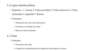 5. Le gros intestin (côlon)
• Segments : 1. Cæcum 2. Côlon ascendant 2. Côlon transverse 3. Côlon
descendant 4. sigmoïde 5. Rectum
• Fonctions :
o Absorption de l’eau et des électrolytes
o Formation et stockage des selles
o Rôle de la flore intestinale
6. L’anus
• Fonction :
o Évacuation des selles
o Contrôle de la défécation par les sphincters anal interne et externe
 