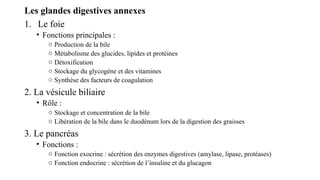 Les glandes digestives annexes
1. Le foie
• Fonctions principales :
o Production de la bile
o Métabolisme des glucides, lipides et protéines
o Détoxification
o Stockage du glycogène et des vitamines
o Synthèse des facteurs de coagulation
2. La vésicule biliaire
• Rôle :
o Stockage et concentration de la bile
o Libération de la bile dans le duodénum lors de la digestion des graisses
3. Le pancréas
• Fonctions :
o Fonction exocrine : sécrétion des enzymes digestives (amylase, lipase, protéases)
o Fonction endocrine : sécrétion de l’insuline et du glucagon
 