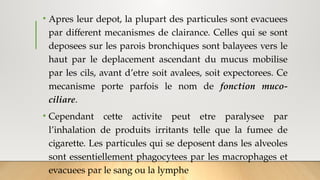 • Apres leur depot, la plupart des particules sont evacuees
par different mecanismes de clairance. Celles qui se sont
deposees sur les parois bronchiques sont balayees vers le
haut par le deplacement ascendant du mucus mobilise
par les cils, avant d’etre soit avalees, soit expectorees. Ce
mecanisme porte parfois le nom de fonction muco-
ciliare.
• Cependant cette activite peut etre paralysee par
l’inhalation de produits irritants telle que la fumee de
cigarette. Les particules qui se deposent dans les alveoles
sont essentiellement phagocytees par les macrophages et
evacuees par le sang ou la lymphe
 