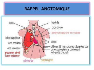 RAPPEL ANOTOMIQUE
 