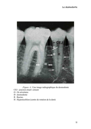 Le desmodonte
Figure. 4 : Une image radiographique du desmodonte.
CEJ : jonction émail- cément
O : Os alvéolaire
D : desmodonte
R : Racine,
H : Hypomochlion (centre de rotation de la dent)
11
H
D
O
 