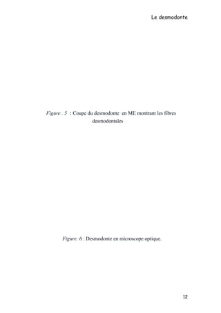 Le desmodonte
Figure . 5 : Coupe du desmodonte en ME montrant les fibres
desmodontales
cément
Os alvéolaire
Fibres
desmodontales
Figure. 6 : Desmodonte en microscope optique.
cément
Os alvéolaire
groupes de
fibres principales
12
 