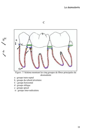 Le desmodonte
Figure .7: Schéma montrant les cinq groupes de fibres principales du
desmodonte.
a : groupe trans-septal
b : groupe du rebord alvéolaire
C : groupe horizontal
d : groupe oblique
e : groupe apical
ir : groupe inter-radiculaire
13
a
b
a
C
a
ec
a
ir
a
ab
c
d
e
ir
 