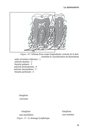 Le desmodonte
Figure .10 : Schéma d'une coupe longitudinale verticale de la dent
montrant la vascularisation du desmodonte.
1:artère alvéolaire inférieure
2:artériole dentaire
3:branche pulpaire
4:artériole desmodontale
5:artériole intermédiaire
6:branche perforante
Ganglions
sous mentaux
Ganglions
cervicaux
Ganglions
sous-maxillaires
16
Figure .11 : Le drainage lymphatique.
 