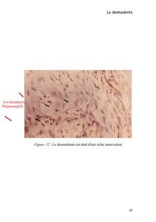 Le desmodonte
Figure .12 : Le desmodonte est doté d'une riche innervation
17
Les récepteurs
Proprioceptifs
 