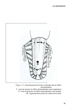 Le desmodonte
Figure .13 : Amortissement des forces occlusales par les fibres
desmodontales.
T : zone de tension, les fibres desmodontales sont comprimées.
P : zone de pression, les fibres desmodontales sont tendues.
R : hypomochlion (centre de rotation de la dent.(
18
 