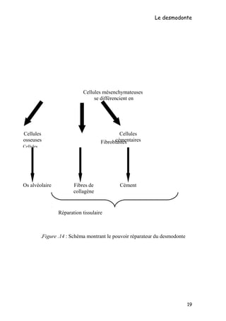 Le desmodonte
Cellules mésenchymateuses
se différencient en
Figure .14 : Schéma montrant le pouvoir réparateur du desmodonte.
19
Fibroblastes
Cellules
osseuses
Cellules
osseuses
se
Cellules
cémentaires
Os alvéolaire Fibres de
collagène
Cément
Réparation tissulaire
 