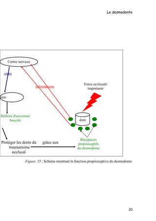 Le desmodonte
Figure. 15 : Schéma montrant la fonction proprioceptive du desmodonte.
20
Force occlusale
importante
dent
Récepteurs
proprioceptifs
du desmodonte
Centre nerveux
sum
ordre
Réflexe d'ouverture
buccale
Protéger les dents du
traumatisme
occlusal
informations
grâce aux
 