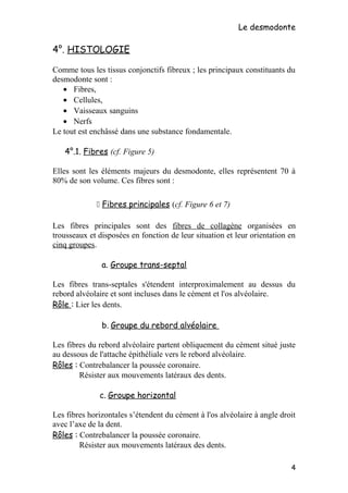 Le desmodonte
4°. HISTOLOGIE
Comme tous les tissus conjonctifs fibreux ; les principaux constituants du
desmodonte sont :
• Fibres,
• Cellules,
• Vaisseaux sanguins
• Nerfs
Le tout est enchâssé dans une substance fondamentale.
4°.1. Fibres (cf. Figure 5)
Elles sont les éléments majeurs du desmodonte, elles représentent 70 à
80% de son volume. Ces fibres sont :
 Fibres principales (cf. Figure 6 et 7)
Les fibres principales sont des fibres de collagène organisées en
trousseaux et disposées en fonction de leur situation et leur orientation en
cinq groupes.
a. Groupe trans-septal
Les fibres trans-septales s'étendent interproximalement au dessus du
rebord alvéolaire et sont incluses dans le cément et l'os alvéolaire.
Rôle : Lier les dents.
b. Groupe du rebord alvéolaire
Les fibres du rebord alvéolaire partent obliquement du cément situé juste
au dessous de l'attache épithéliale vers le rebord alvéolaire.
Rôles : Contrebalancer la poussée coronaire.
Résister aux mouvements latéraux des dents.
c. Groupe horizontal
Les fibres horizontales s’étendent du cément à l'os alvéolaire à angle droit
avec l’axe de la dent.
Rôles : Contrebalancer la poussée coronaire.
Résister aux mouvements latéraux des dents.
4
 