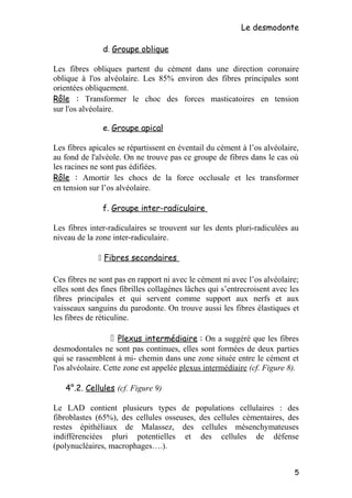 Le desmodonte
d. Groupe oblique
Les fibres obliques partent du cément dans une direction coronaire
oblique à l'os alvéolaire. Les 85% environ des fibres principales sont
orientées obliquement.
Rôle : Transformer le choc des forces masticatoires en tension
sur l'os alvéolaire.
e. Groupe apical
Les fibres apicales se répartissent en éventail du cément à l’os alvéolaire,
au fond de l'alvéole. On ne trouve pas ce groupe de fibres dans le cas où
les racines ne sont pas édifiées.
Rôle : Amortir les chocs de la force occlusale et les transformer
en tension sur l’os alvéolaire.
f. Groupe inter-radiculaire
Les fibres inter-radiculaires se trouvent sur les dents pluri-radiculées au
niveau de la zone inter-radiculaire.
 Fibres secondaires
Ces fibres ne sont pas en rapport ni avec le cément ni avec l’os alvéolaire;
elles sont des fines fibrilles collagènes lâches qui s’entrecroisent avec les
fibres principales et qui servent comme support aux nerfs et aux
vaisseaux sanguins du parodonte. On trouve aussi les fibres élastiques et
les fibres de réticuline.
 Plexus intermédiaire : On a suggéré que les fibres
desmodontales ne sont pas continues, elles sont formées de deux parties
qui se rassemblent à mi- chemin dans une zone située entre le cément et
l'os alvéolaire. Cette zone est appelée plexus intermédiaire (cf. Figure 8).
4°.2. Cellules (cf. Figure 9)
Le LAD contient plusieurs types de populations cellulaires : des
fibroblastes (65%), des cellules osseuses, des cellules cémentaires, des
restes épithéliaux de Malassez, des cellules mésenchymateuses
indifférenciées pluri potentielles et des cellules de défense
(polynucléaires, macrophages….).
5
 