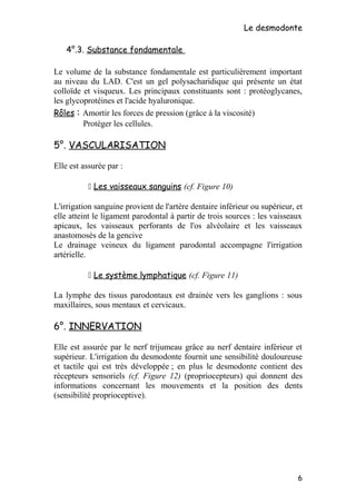 Le desmodonte
4°.3. Substance fondamentale
Le volume de la substance fondamentale est particulièrement important
au niveau du LAD. C'est un gel polysacharidique qui présente un état
colloïde et visqueux. Les principaux constituants sont : protéoglycanes,
les glycoprotéines et l'acide hyaluronique.
Rôles : Amortir les forces de pression (grâce à la viscosité)
Protéger les cellules.
5°. VASCULARISATION
Elle est assurée par :
 Les vaisseaux sanguins (cf. Figure 10)
L'irrigation sanguine provient de l'artère dentaire inférieur ou supérieur, et
elle atteint le ligament parodontal à partir de trois sources : les vaisseaux
apicaux, les vaisseaux perforants de l'os alvéolaire et les vaisseaux
anastomosés de la gencive
Le drainage veineux du ligament parodontal accompagne l'irrigation
artérielle.
 Le système lymphatique (cf. Figure 11)
La lymphe des tissus parodontaux est drainée vers les ganglions : sous
maxillaires, sous mentaux et cervicaux.
6°. INNERVATION
Elle est assurée par le nerf trijumeau grâce au nerf dentaire inférieur et
supérieur. L'irrigation du desmodonte fournit une sensibilité douloureuse
et tactile qui est très développée ; en plus le desmodonte contient des
récepteurs sensoriels (cf. Figure 12) (propriocepteurs) qui donnent des
informations concernant les mouvements et la position des dents
(sensibilité proprioceptive).
6
 