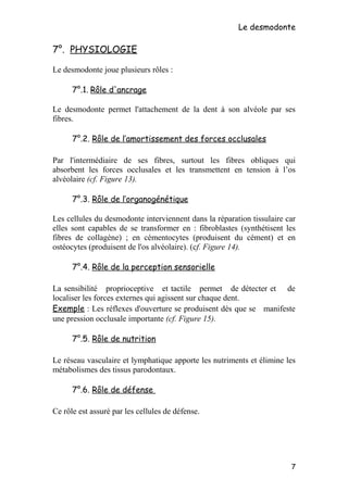 Le desmodonte
7°. PHYSIOLOGIE
Le desmodonte joue plusieurs rôles :
7°.1. Rôle d'ancrage
Le desmodonte permet l'attachement de la dent à son alvéole par ses
fibres.
7°.2. Rôle de l’amortissement des forces occlusales
Par l'intermédiaire de ses fibres, surtout les fibres obliques qui
absorbent les forces occlusales et les transmettent en tension à l’os
alvéolaire (cf. Figure 13).
7°.3. Rôle de l’organogénétique
Les cellules du desmodonte interviennent dans la réparation tissulaire car
elles sont capables de se transformer en : fibroblastes (synthétisent les
fibres de collagène) ; en cémentocytes (produisent du cément) et en
ostéocytes (produisent de l'os alvéolaire). (cf. Figure 14).
7°.4. Rôle de la perception sensorielle
La sensibilité proprioceptive et tactile permet de détecter et de
localiser les forces externes qui agissent sur chaque dent.
Exemple : Les réflexes d'ouverture se produisent dès que se manifeste
une pression occlusale importante (cf. Figure 15).
7°.5. Rôle de nutrition
Le réseau vasculaire et lymphatique apporte les nutriments et élimine les
métabolismes des tissus parodontaux.
7°.6. Rôle de défense
Ce rôle est assuré par les cellules de défense.
7
 