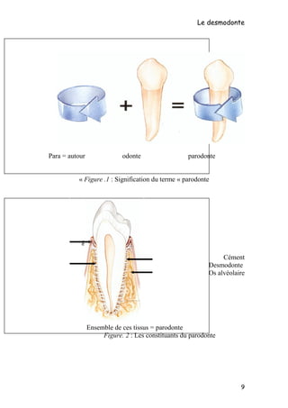 Le desmodonte
Para = autour odonte parodonte
Figure .1 : Signification du terme « parodonte«
gencive
Cément
Desmodonte
Os alvéolaire
Ensemble de ces tissus = parodonte
Figure. 2 : Les constituants du parodonte
9
desmodonte
 