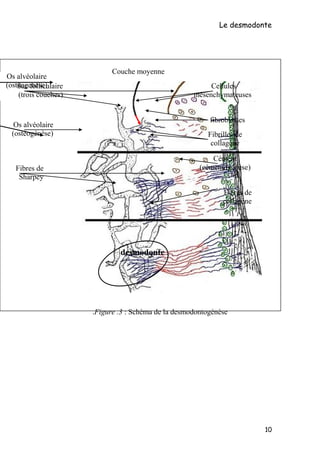Os alvéolaire
)ostéogenèse(
desmodonte
Le desmodonte
Figure .3 : Schéma de la desmodontogénèse.
10
Couche moyenne
Sac foll...