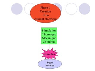 Phase I
    Création
      d’un
courant électrique


        Stimulation
        Thermique
        Mécanique
         Chimique


            stimulus

                  Peau
                viscères
   S Pezeril / cours douleur/2012
 