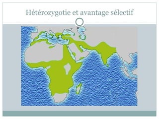 Hétérozygotie et avantage sélectif 
 