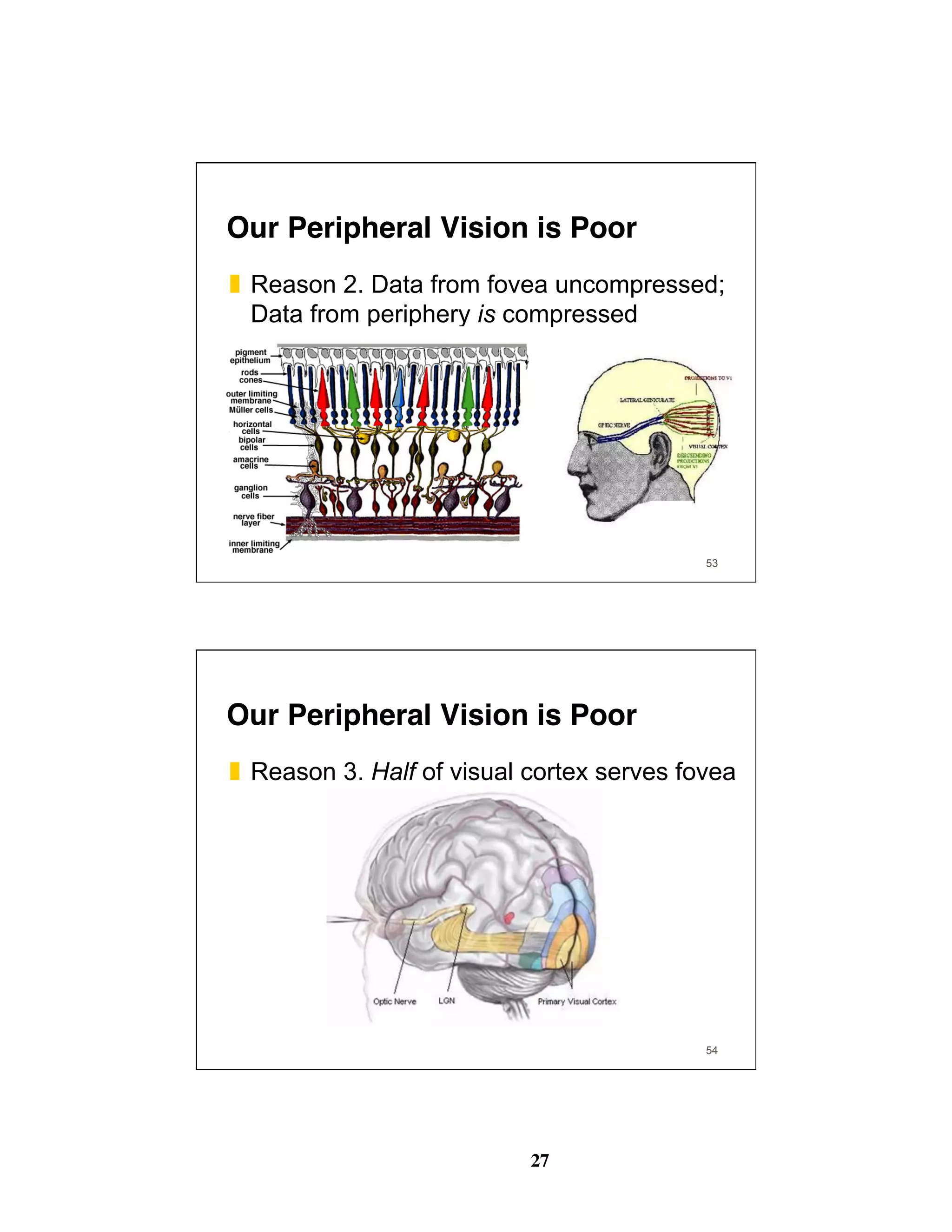 27
53
Our Peripheral Vision is Poor
❚  Reason 2. Data from fovea uncompressed;
Data from periphery is compressed
54
Our Peripheral Vision is Poor
❚  Reason 3. Half of visual cortex serves fovea
 