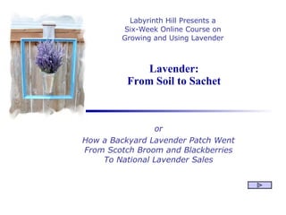 Lavender: From Soil to Sachet or How a Backyard Lavender Patch Went From Scotch Broom and Blackberries To National Lavender Sales Labyrinth Hill Presents a Six-Week Online Course on Growing and Using Lavender 