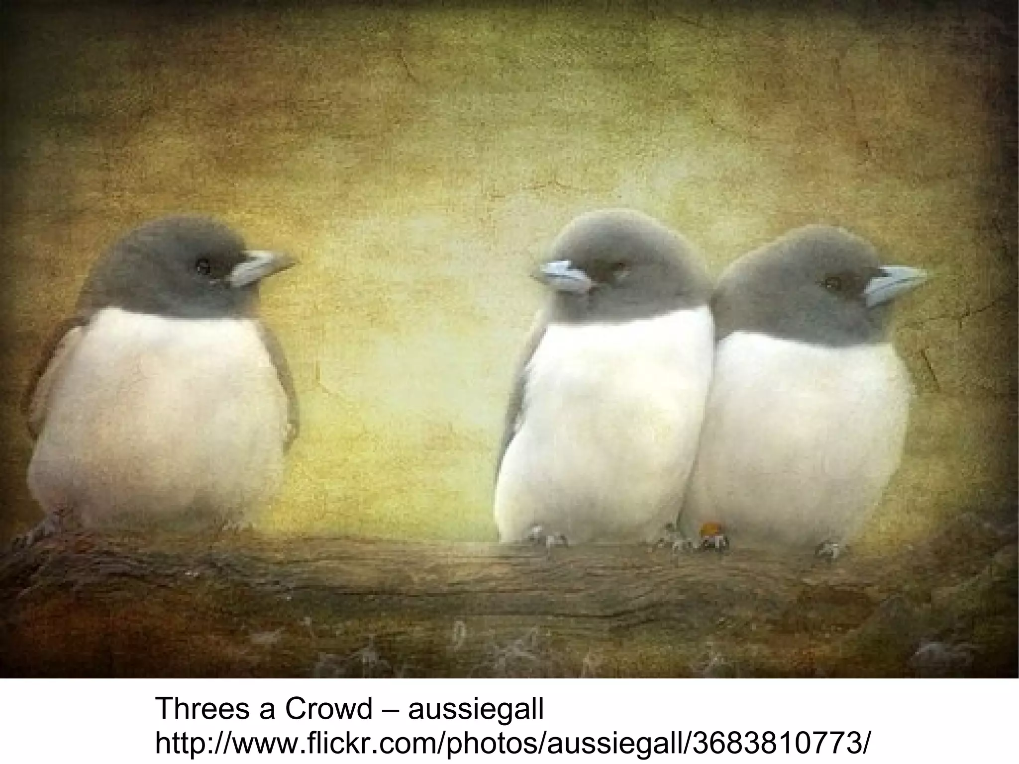 Threes a Crowd – aussiegall http://www.flickr.com/photos/aussiegall/3683810773/ 
