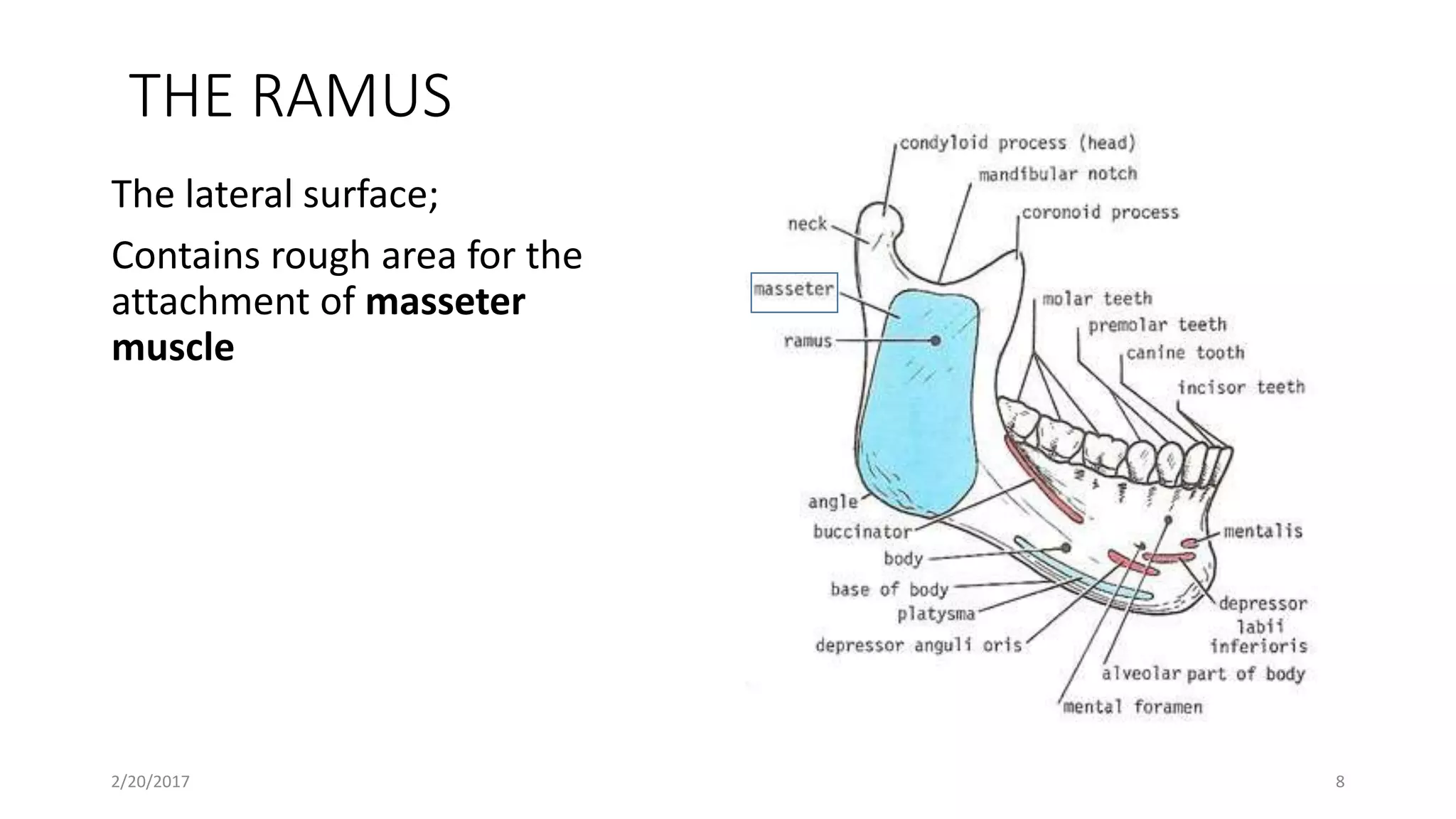 Course 2016 MANDIBLE MUSCLES OF MASTICATION AND TEMPOROMANDIBULAR JOINT ...