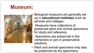 Museum:
 Biological museums are generally set
up in educational institutes such as
schools and colleges.
 Museums have collections of
preserved plant and animal specimens
for study and reference.
 Specimens are preserved in the
containers or jars in preservative
solutions.
 Plant and animal specimens may also
be preserved as dry specimens.
 