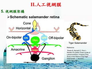 13
?Schematic salamander retina
Reference:
Roska B, Nemeth E, Orzo L,
Werblin FS (2000) Three Levels of
Lateral Inhibition: A Space-Time
Study of the Retina of the Tiger
Salamander. J. Neurosci.,
20(5):1941-1951
5. ҕWĤܘ
Tiger Salamander
II.˹ҕWĤ
13
 