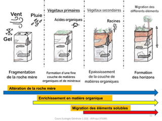 11
Cours Ecologie Générale 1 (S3) : Alifriqui (FSSM)
Altération de la roche mère
Enrichissement en matière organique
Migration des éléments solubles
 