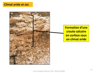 13
Cours Ecologie Générale 1 (S3) : Alifriqui (FSSM)
Climat aride et sec
Formation d’une
croute calcaire
en surface sous
un climat aride
 