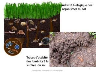 4
Cours Ecologie Générale 1 (S3), Alifriqui (FSSM)
Activité biologique des
organismes du sol
Traces d’activité
des lombrics à la
surface du sol
 