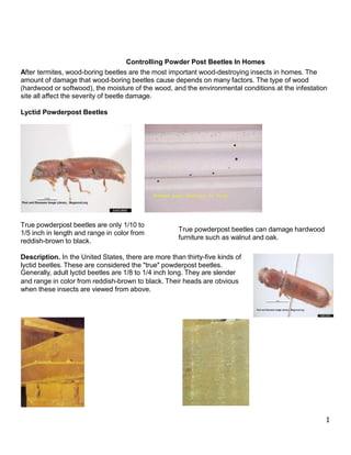 Controlling Powder Post Beetles In Homes
After termites, wood-boring beetles are the most important wood-destroying insects in homes. The
amount of damage that wood-boring beetles cause depends on many factors. The type of wood
(hardwood or softwood), the moisture of the wood, and the environmental conditions at the infestation
site all affect the severity of beetle damage.
Lyctid Powderpost Beetles
True powderpost beetles are only 1/10 to
1/5 inch in length and range in color from
reddish-brown to black.
True powderpost beetles can damage hardwood
furniture such as walnut and oak.
Description. In the United States, there are more than thirty-five kinds of
lyctid beetles. These are considered the "true" powderpost beetles.
Generally, adult lyctid beetles are 1/8 to 1/4 inch long. They are slender
and range in color from reddish-brown to black. Their heads are obvious
when these insects are viewed from above.
1
 