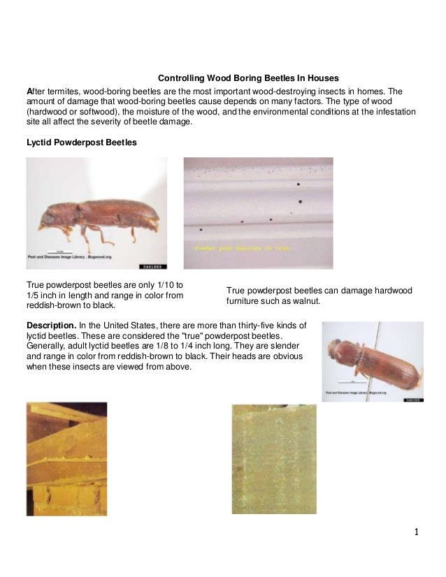 Course Controlling wood boring beetles in homes (1).pptx