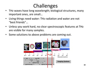 Challenges
• THz waves have long wavelength; biological structures, many
important ones, are small…
• Living things need water: THz radiation and water are not
“best friends”…
• Unless you work hard, no clear spectroscopic features at THz
are visible for many samples.
• Some solutions to above problems are coming out.
42
 