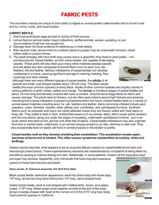 How to get rid of Carpet Beetles - Safeguard Europe