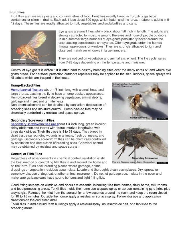 Fruit Flies
Fruit flies are nuisance pests and contaminators of food. Fruit flies usually breed in fruit, dirty garbage
co...