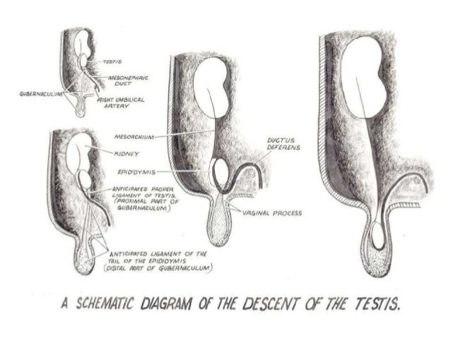 scrotal ultrasound